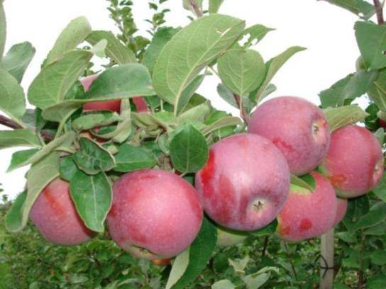 Яблоки спартан: описание сорта, преимущества и недостатки