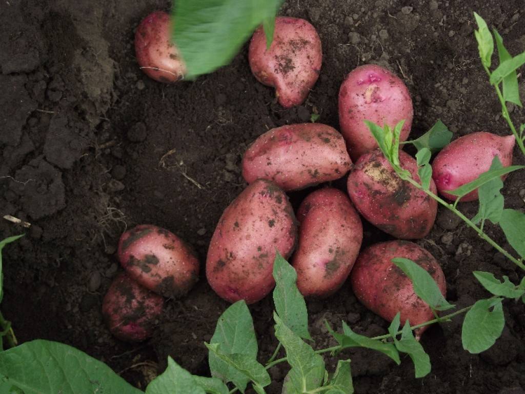 Описание и характеристика картофеля сорта колобок посадка и уход
