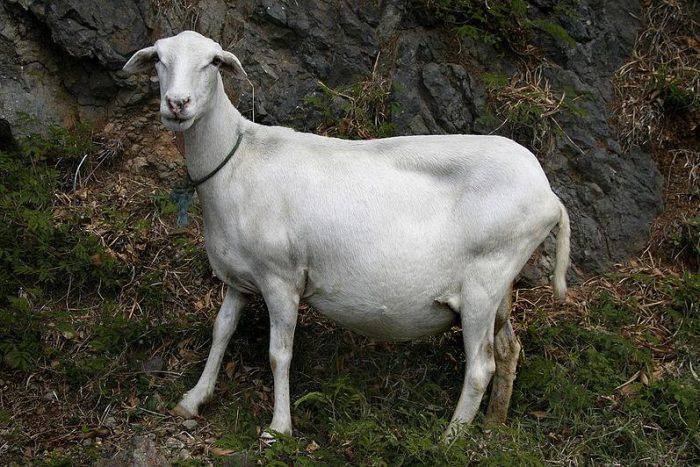 Признаки и длительность беременности у козы