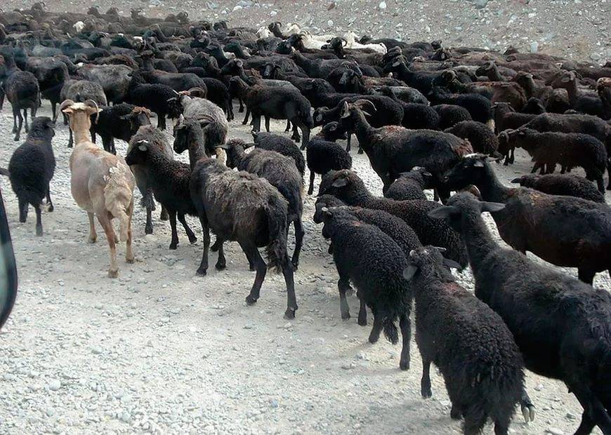 Кавказская и северокавказская овцы