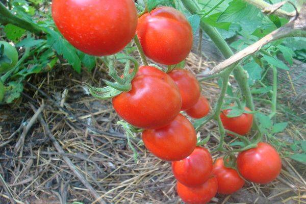 Главные характеристики томат солероссо: особенности посадки и выращивания