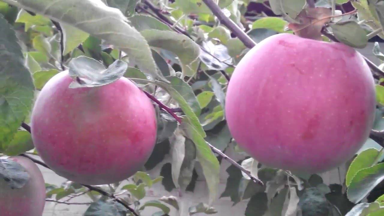 Яблоня экранное: особенности сорта и ухода