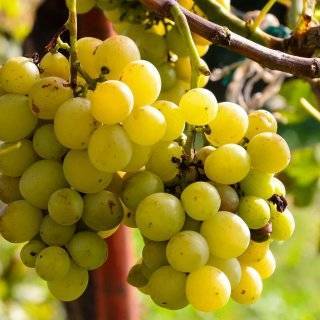 Выращивание и уход за виноградом в подмосковье без теплицы в открытом грунте для начинающих
