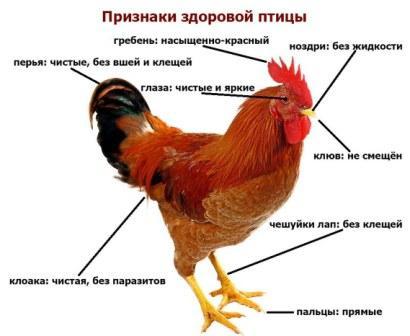 Болезни кур: подробный перечень куриных болезней