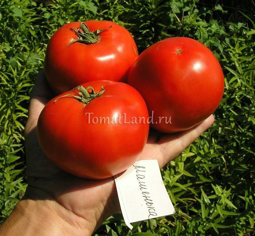 Кукла маша: описание сорта томата, характеристики помидоров, выращивание