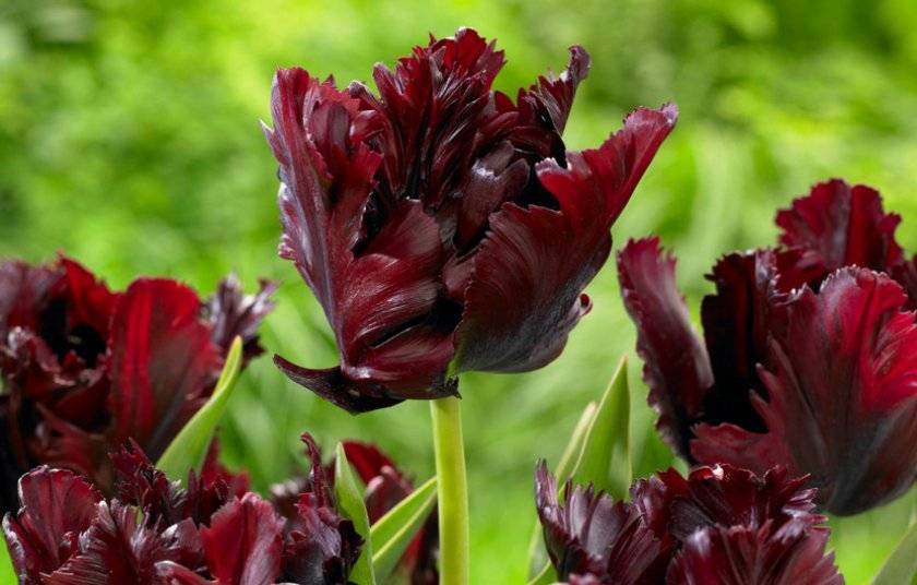 Советы по выращиванию тюльпанов блэк пэррот