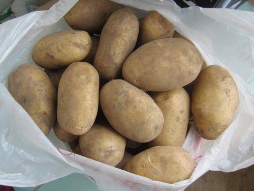 Сорт картофеля «колобок»: характеристика, описание, урожайность, отзывы и фото