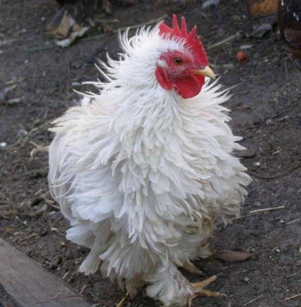 Кокцидиоз у кур — симптомы и лечение для цыплят-бройлеров