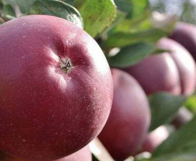 Яблони сорта  антей — подарок белоруссии