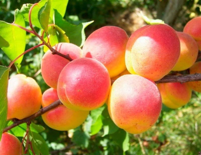 Как правильно выращивать и ухаживать за абрикосом в сибири и описание морозостойких сортов