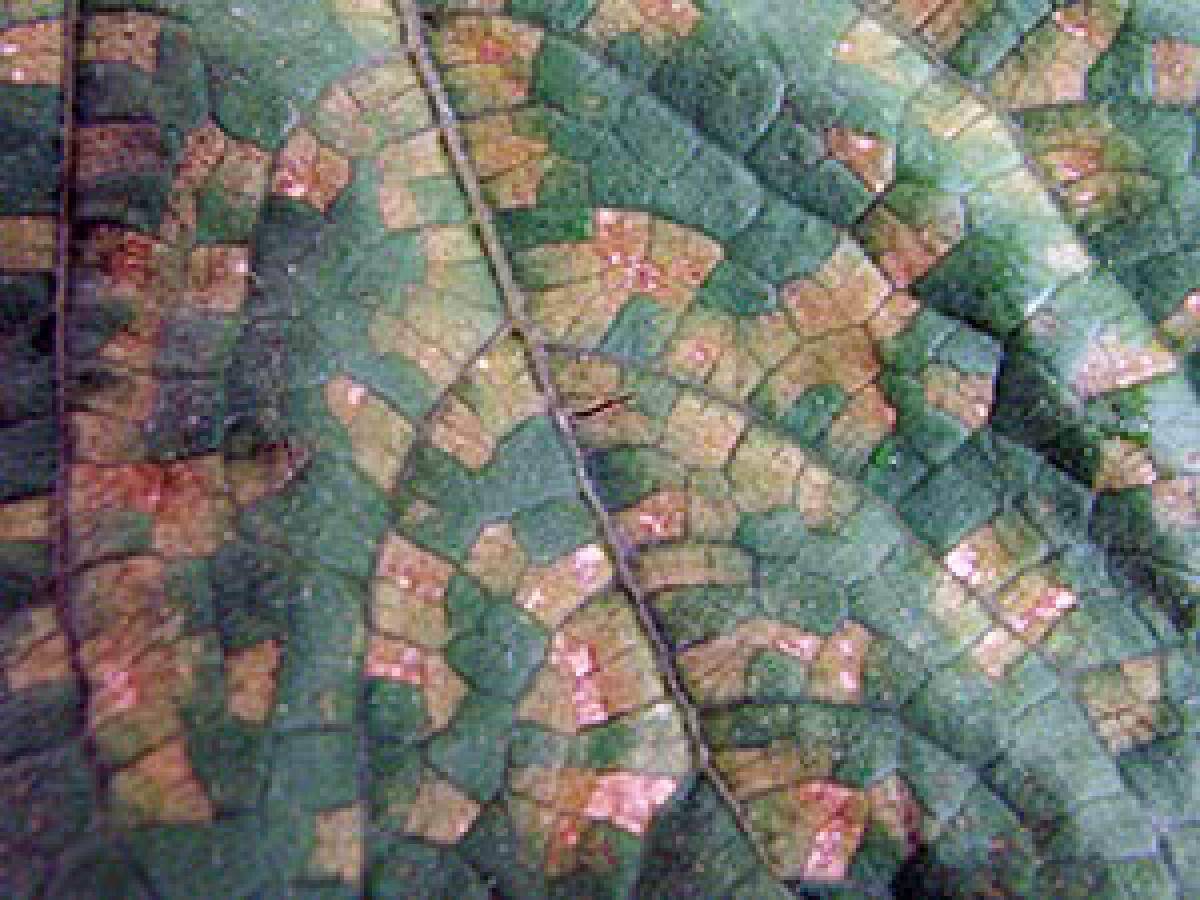 Почему вянут листья у огурцов в теплице и на открытом грунте: что делать и чем бороться с болезнями и вредителями (115 фото)