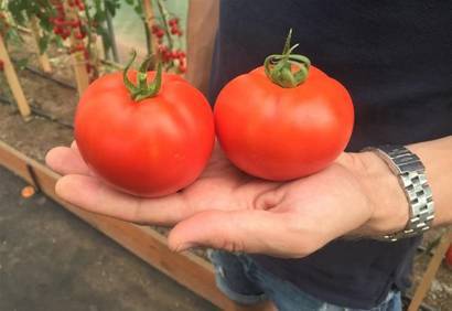 Характеристика и описание сорта томата видимо-невидимо, его урожайность
