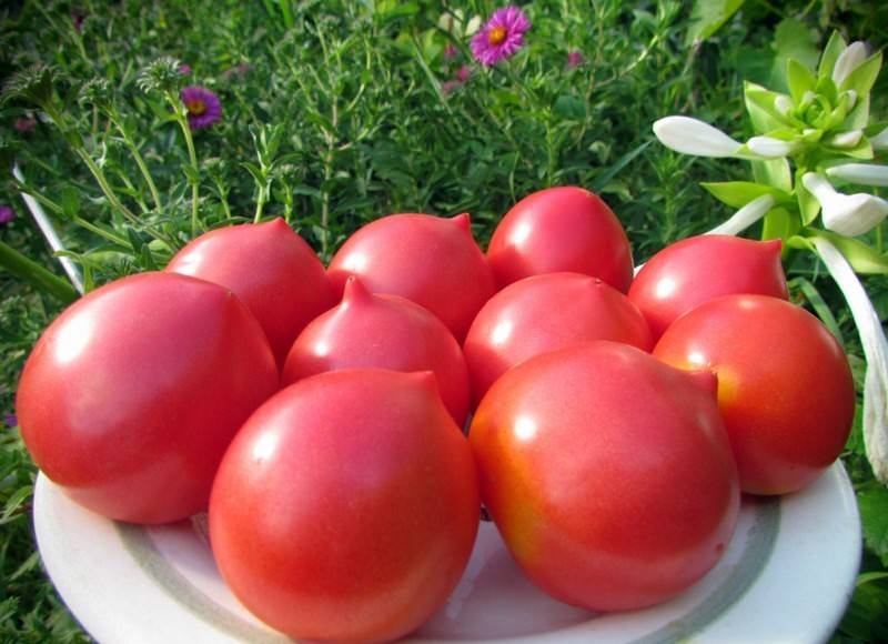 10 крупноплодных, мясистых и сладких сортов томатов для теплиц