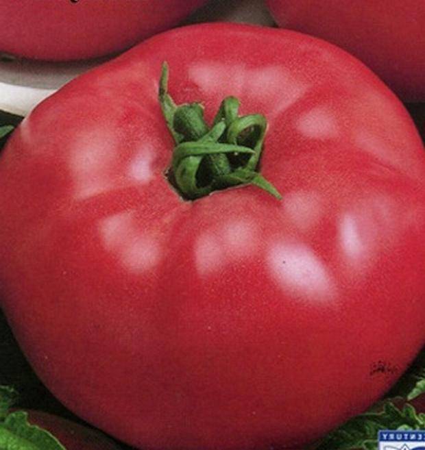 Сорт томата уральский гигант