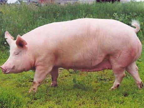 Порода свиней кармалы: продуктивность и особенности содержания