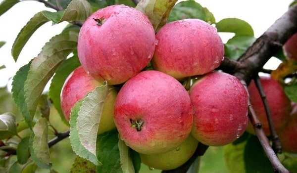Крупноплодная яблоня персиянка 