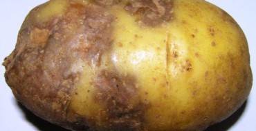 Как бороться с фитофторой на картофеле