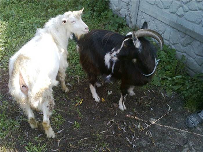Признаки окота у козы: подготовка, роды и уход