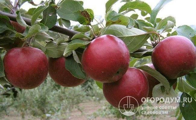 Описание и характеристики яблони сорта Белорусское сладкое, посадка и уход