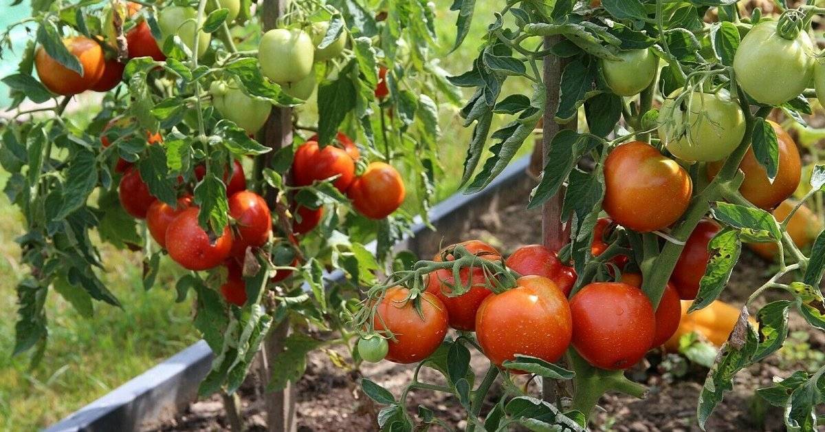 Фото, видео, отзывы, описание, характеристика, урожайность сорта томата «альфа»