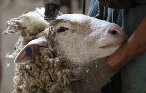 Разведение овец на мясо