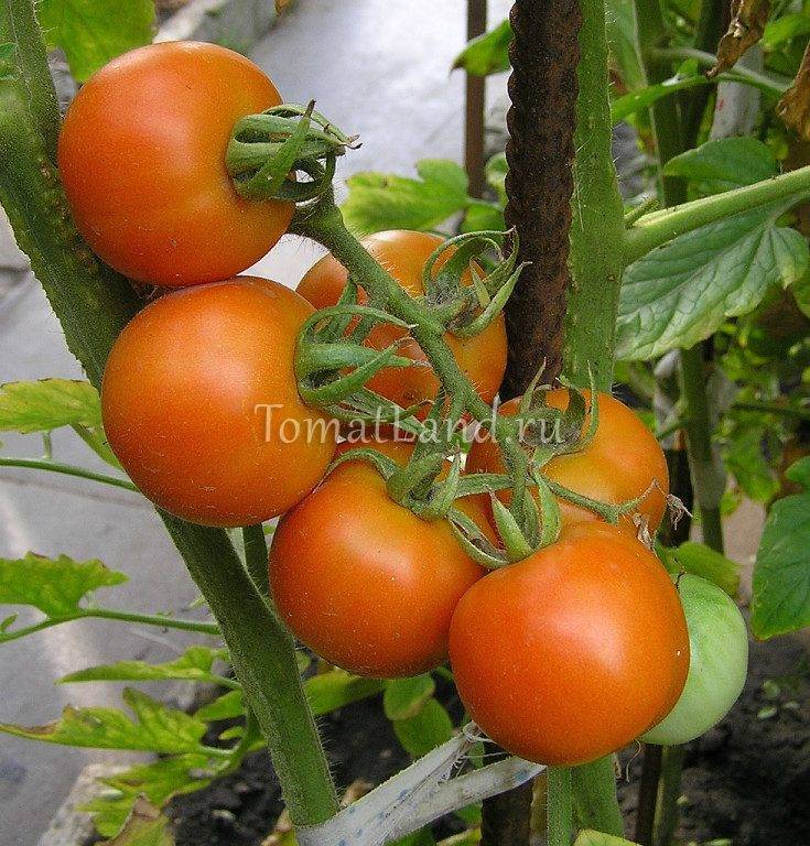 Описание сорта томата черри желтый, особенности выращивания и ухода