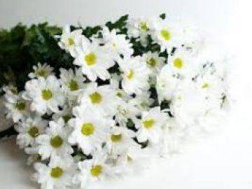 Хризантемы белые, желтые — описание видов и сортов