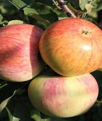 Яблоня «мантет»: описание сорта и его преимущества