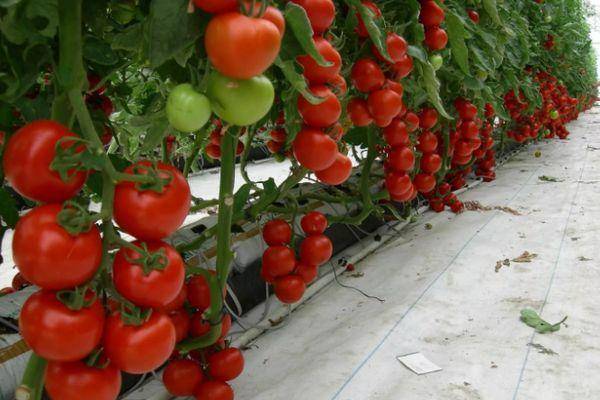 Высокоурожайный сорт томата «русская тройка»: описание, характеристика, посев на рассаду, подкормка, урожайность, фото, видео и самые распространенные болезни томатов