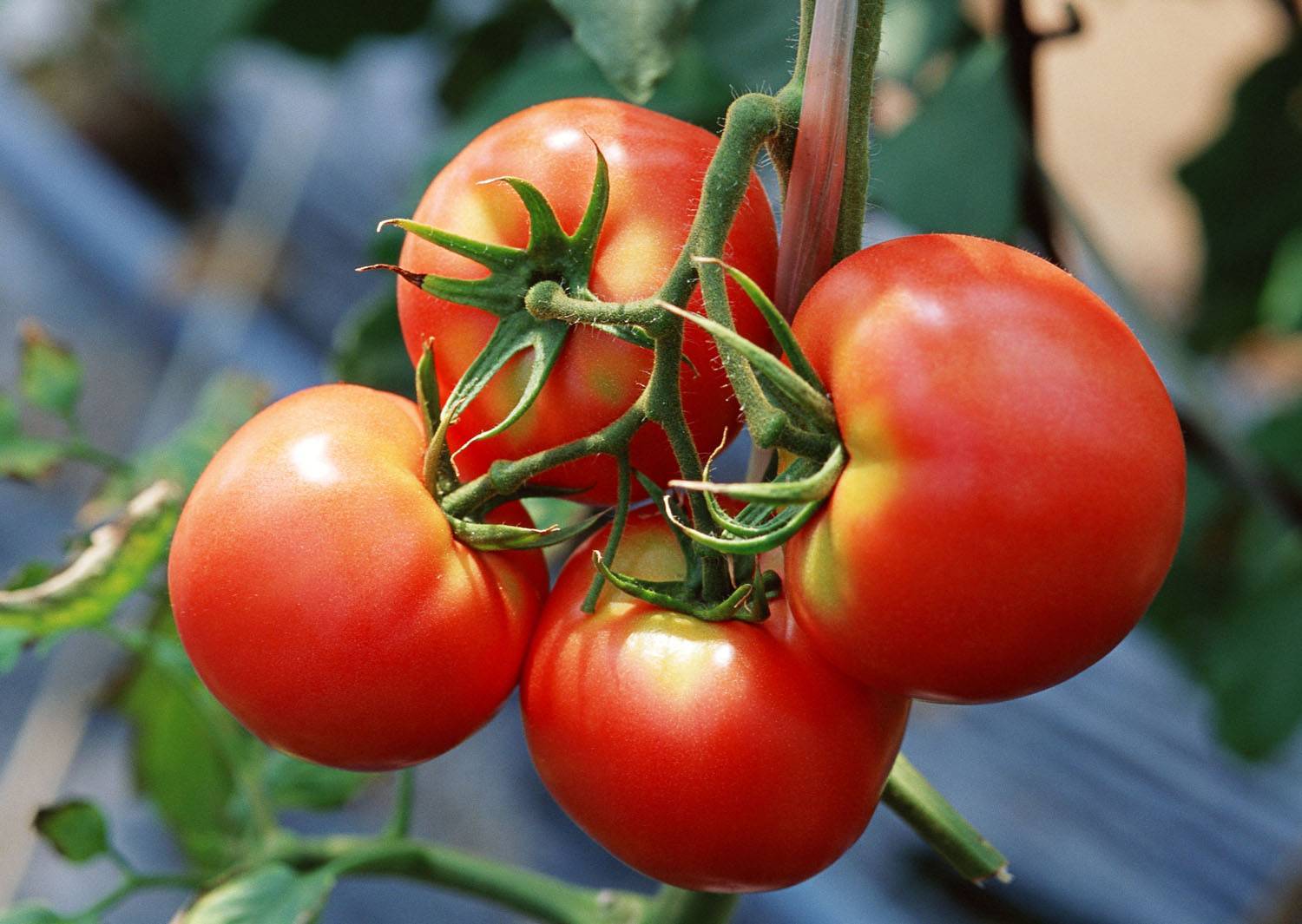 Характеристика и описание сорта томата Ирина, его урожайность