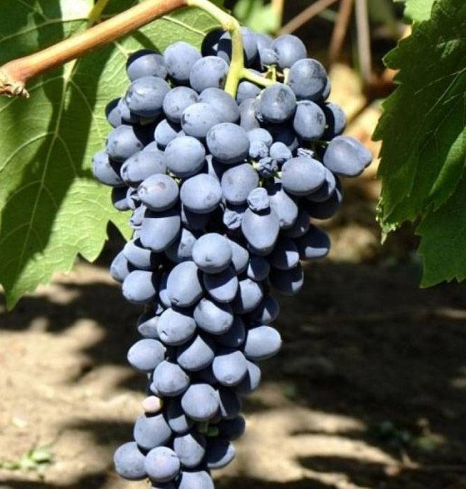 Описание и характеристики сорта винограда аттика и правила выращивания кишмиша