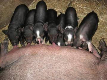 Свиноматка — характеристики, описание