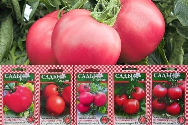 Дипломант на вашем столе — томат «малиновый рай» : описание сорта и особенности выращивания