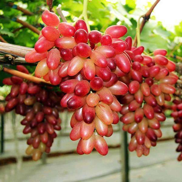 Описание и характеристики, преимущества и недостатки винограда сорта блестящий, выращивание