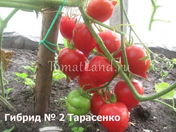 Сорт томатов юбилейный тарасенко