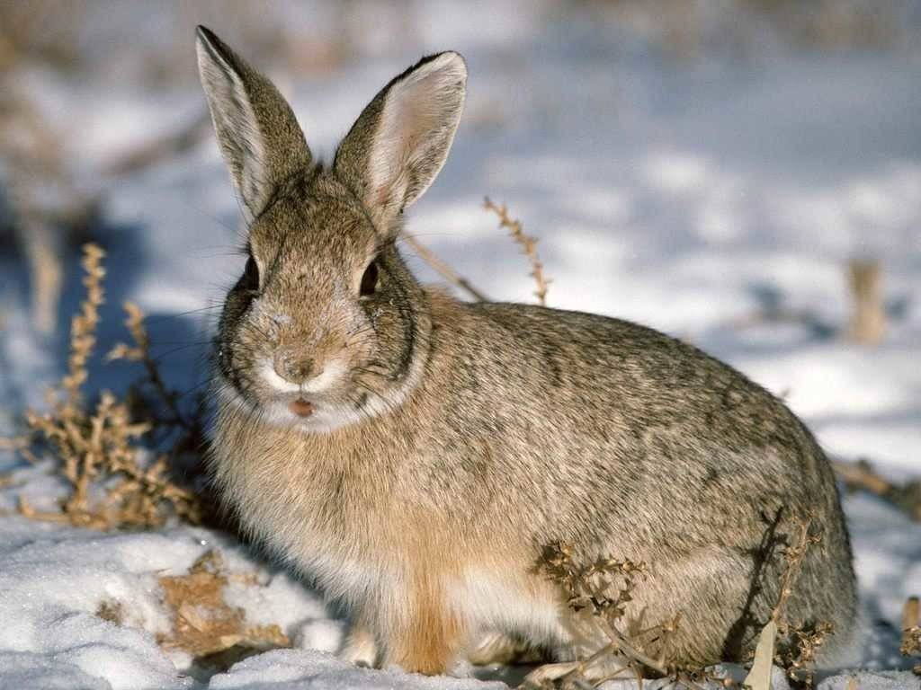 Чем отличается кролик от зайца