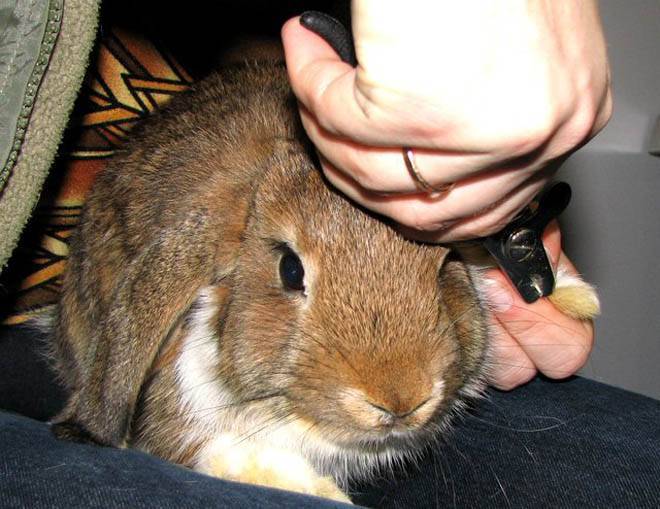 Как подстригать когти кролику — пошаговое описание и рекомендации
