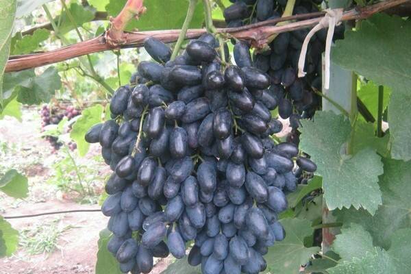 Как выращивать виноград аркадия правильно