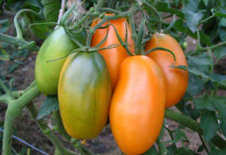 Характеристика и описание сорта томата Оранжевый гигант, его урожайность
