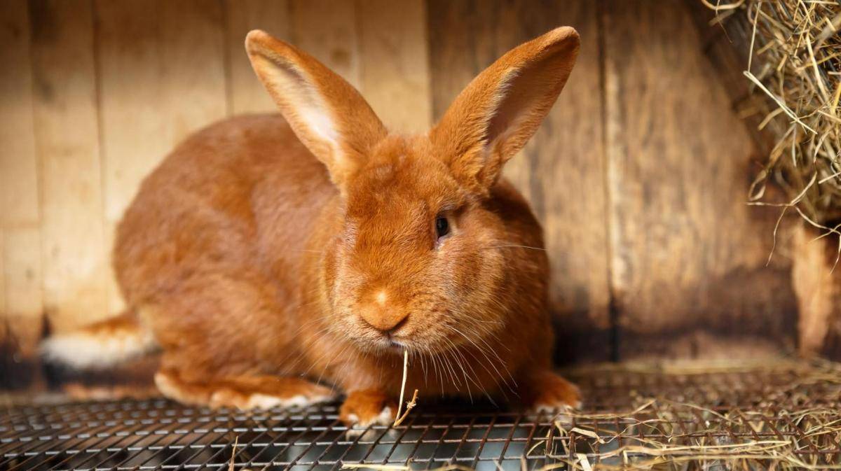 Вирусная гемморагическая болезнь кроликов