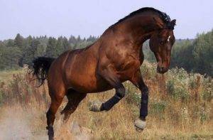 Тракененская порода лошадей: характеристика и выращивание