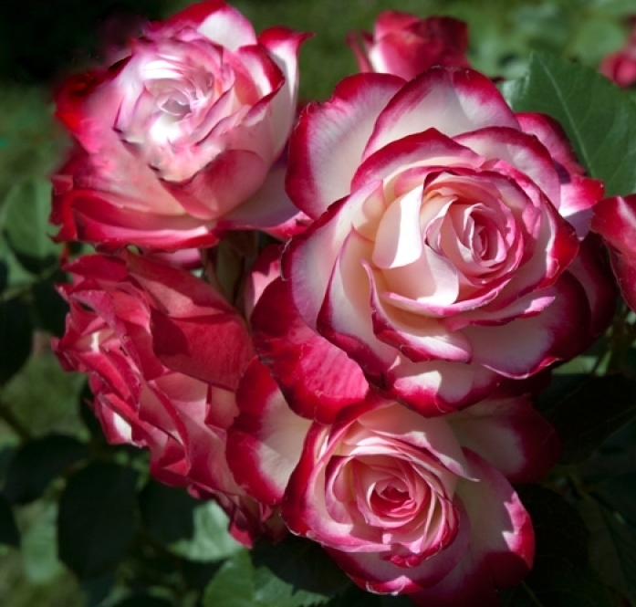 Роза юбилей принца монако (jubile du prince de monaco) — что это за сорт