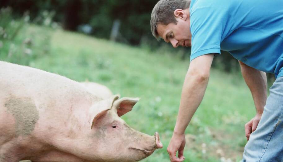 Витамины для свиней: их виды, особенности и советы по применению