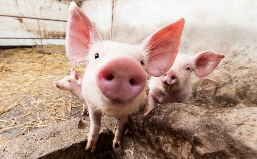 Возбудитель цумы свиней, ее симптомы и лечение, опасна ли для человека