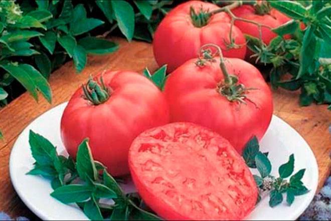 Уникальный холодостойкий сорт томат-великан «тяжеловес сибири», его описание и характеристики