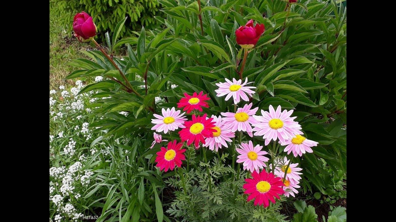 Посадка и уход за пиретрумом, разновидности цветка и правила выращивания