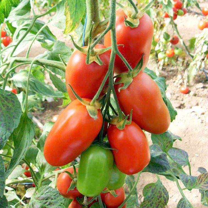 Описание сорта томата ракета, особенности выращивания и урожайность