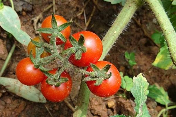 Благоприятные дни для посадки томатов в теплице в 2020 году по луне