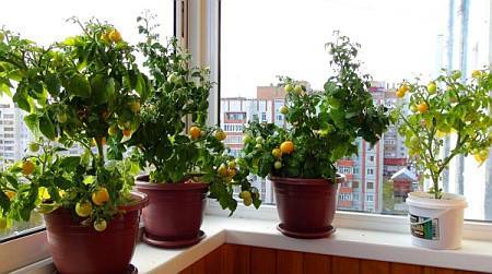 Как вырастить помидоры на подоконнике в квартире: пошаговая инструкция