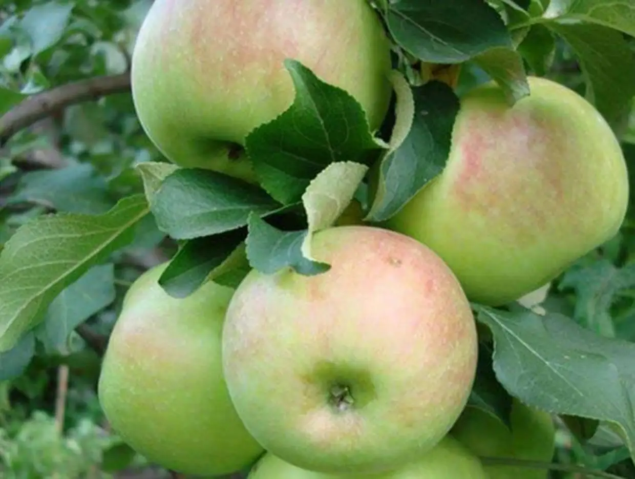 Красивые и вкусные яблоки подарит сорт экранный